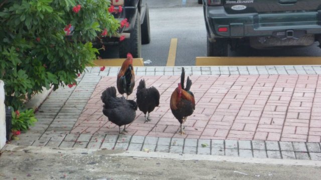 307740_102091456561662_5369085_n